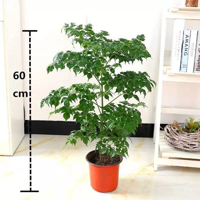 甘草种植方法:掌握关键技巧,实现高效种植