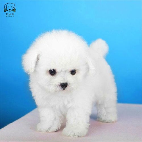 猫咪食盆放阳台:打造宠物舒适生活小角落